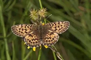 Vorarlberg Prints: Titanias Fritillary or Purple Bog Fritillary -Clossiana titania-, Vorarlberg, Austria
