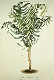 Title: Cocos Weddelliana, Bresil. 12