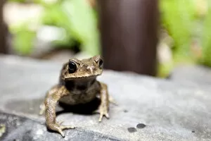 Toad -Bufonidae-, Phuket, Thailand, Asia
