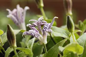 Variety Prints: Toad Lily or Hairy Toad Lily (Tricyrtis hirta, Tricyrtis japonica), flower, garden plant