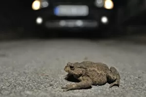 Toad migration, Common Toad -Bufo bufo- on the street in front of a car