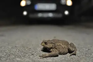 Hike Prints: Toad migration, Common Toad -Bufo bufo- on the street in front of a car