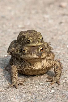 Images Dated 4th April 2009: Toad migration, Common toads -Bufo bufo-