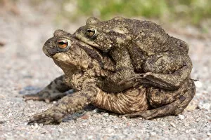 Images Dated 4th April 2009: Toad migration, Common toads -Bufo bufo-
