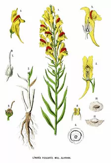 Images Dated 11th December 2017: toadflax