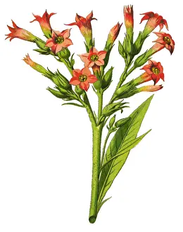 tobacco