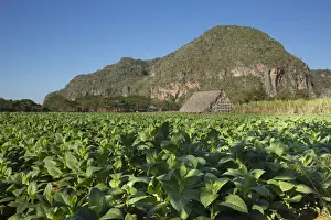 Tobacco Crop Prints: Tobacco farm in valley of Vinales Cuba