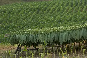 Rack Prints: Tobacco in field in Vinales Cuba