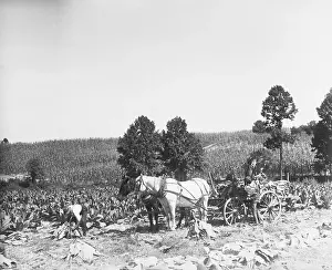 Similarity Prints: Tobacco Harvest in Maryland