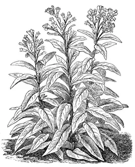 Plant Stem Prints: Tobacco (Nicotiana tabacum)