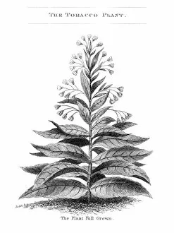 Images Dated 25th March 2017: Tobacco plant engraving 1873