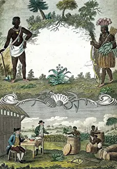 Characteristic Prints: A tobacco plantation with workers