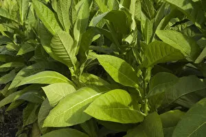 Tobacco plants -Nicotiana tabacum-, Montreal, Quebec Province, Canada