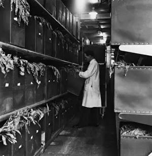 Collection Of Object Prints: Tobacco Stores