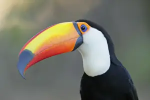 Toco Toucan (Ramphastos toco)