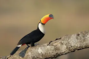Toco Toucan (Ramphastos toco)