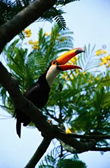 Noisy Prints: Toco toucan (Ramphastos toco) on branch, Pantanal, Brazil