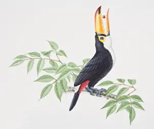 Piciformes Prints: Toco Toucan, Ramphastos toco, perched on tree branch raising its head backward to swallow fruit from beak