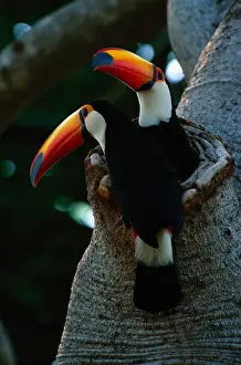 Noisy Prints: Toco toucans (Ramphastos toco) in tree hole, Pantanal, Brazil