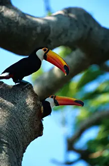 Noisy Prints: Toco toucans (Ramphastos toco) in tree hole, Pantanal, Brazil