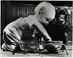 Toddler Inspects Dogs Bowl W/Pet Dog