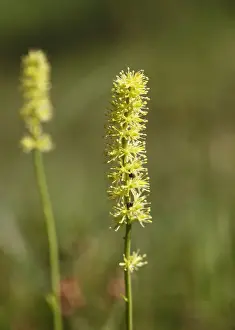 Tofields Asphodel (Tofieldia calyculata), Upper Bavaria, Bavaria, Germany, Europe