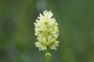 Tofields Asphodel (Tofieldia calyculata), Upper Bavaria, Bavaria, Germany, Europe Tofields Asphodel (Tofieldia calyculata), Upper Bavaria, Bavaria, Germany, Europe