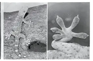 A Tokay Gecko