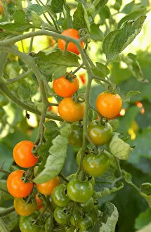 Food And Drink Gallery: Tomato plant, close up