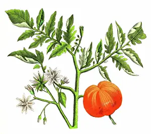Tomato Plant (Solanum lycopersicum) - 1891 Antique Botanical Chromolithograph from Atlas d'Histoire Naturelle - Végétaux