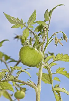 Tomato Prints: Tomato -Solanum lycopersicum-, Harzer Riesen variety