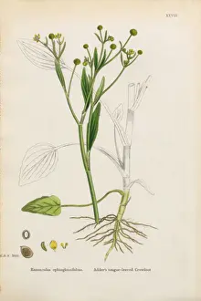 Tongue-leaved Water Crowfoot, Ranunculus ophioglossifolius
