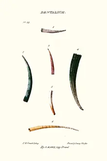 Mollusc Prints: tooth shells