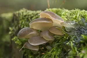 Toothed Jelly Fungus or False Hedgehog Mushroom -Pseudohydnum gelatinosum-, Thuringia, Germany