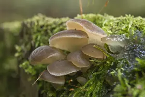 Thuringia Prints: Toothed Jelly Fungus or False Hedgehog Mushroom -Pseudohydnum gelatinosum