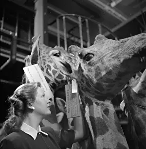 Museums And Libraries Prints: Toposa Giraffe