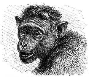 Great Ape Prints: Toque macaque (Macaca sinica)