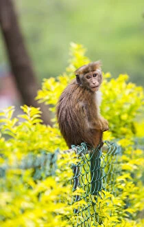 Toque Monkey or Toque Macaque -Macaca sinica- perched on a fence, Sri Lanka