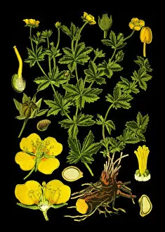 Medicinal and Herbal Plant Illustrations Collection: tormentil, septfoil, Tormentilla erecta, Potentilla laeta, Potentilla tormentilla