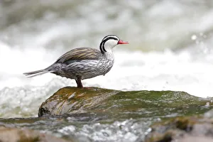 Images Dated 3rd February 2018: Torrent Duck