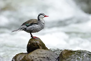 Images Dated 3rd February 2018: Torrent Duck