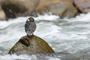 Images Dated 3rd February 2018: Torrent Duck