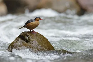 Images Dated 3rd February 2018: Torrent Duck