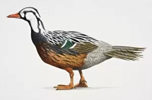 Images Dated 11th May 2006: Torrent duck, Merganetta armata, colourful duck with an orange beak copper belly and a white head
