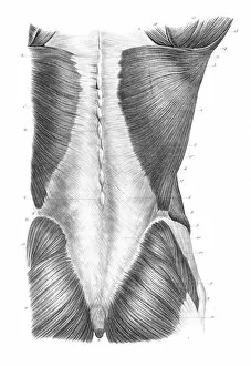 Back Gallery: Back torso anatomy engraving 1866