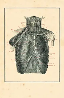 Science Prints: Torso with blood circulation human anatomy drawing 1898
