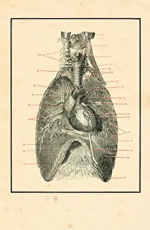 Science Prints: Torso with blood circulation human anatomy drawing 1898