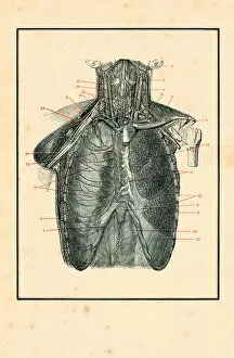 Science Gallery: Torso with blood circulation human anatomy drawing 1898