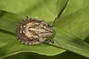 Tortoise Bug -Eurygaster testudinaria-, larva, Untergroningen, Abtsgmuend, Baden-Wurttemberg, Germany