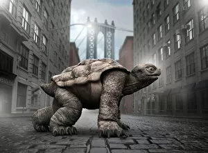 Images Dated 25th May 2016: Tortoise ready for a race in Brooklyn